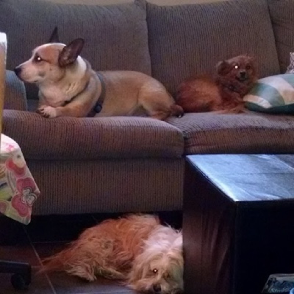 Meet your Posher, Lilian